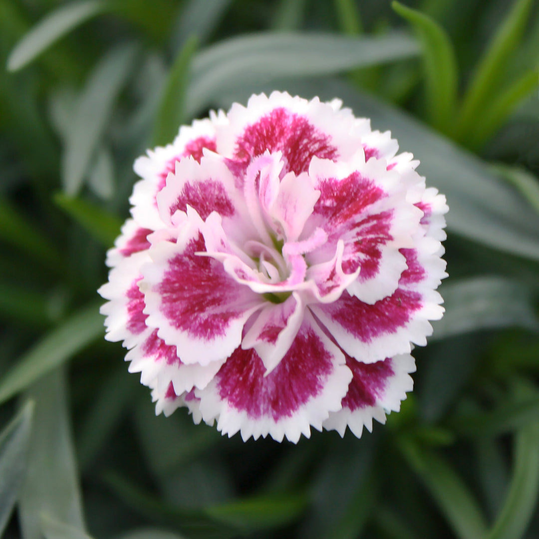 Dianthus Carnation, 1 Quart Annuals