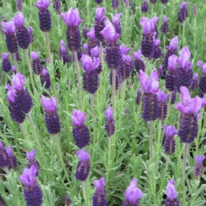 Lavandula stoechas 'Anouk' PP16685 Spanish Lavender, Perennial