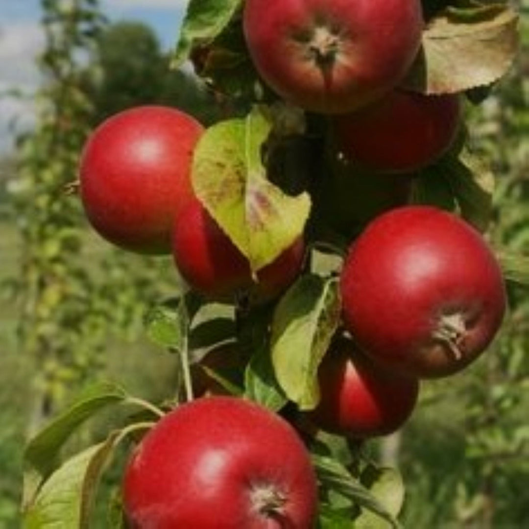 Malus domestica 'Northpole' Bare Root Apple Tree, Bare Root Trees