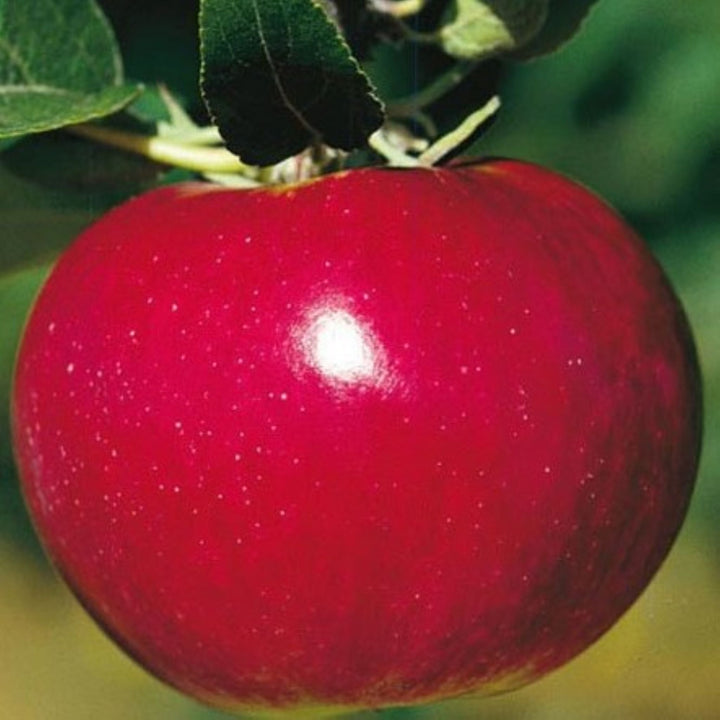 Malus domestica 'Red Mcintosh' Semi-Dwarf Apple, Bare Root Trees