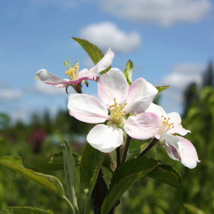 Malus domestica 'Yellow Delicious' Semi-Dwarf Apple, 7 Gallon Trees
