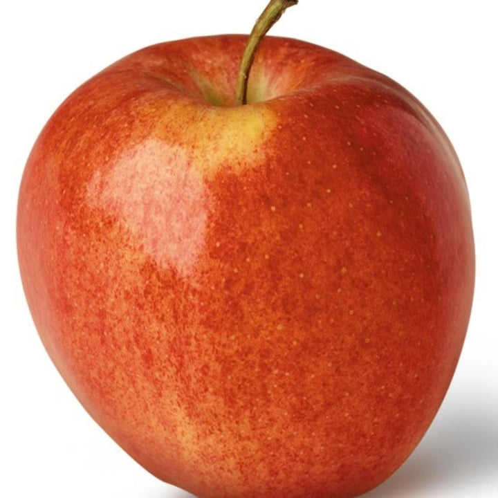 Malus domestica 'Gala' Bare Root Apple Tree, Bare Root Trees