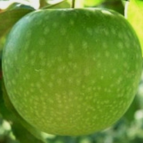 Malus domestica 'Granny Smith' Bare Root Apple Tree, Bare Root Trees