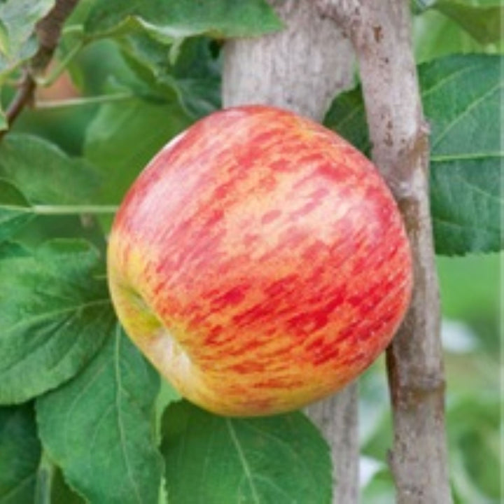 Al's Garden & Home 'Gravenstein' Semi-Dwarf Apple (Malus domestica), 7 Gallon edible tree