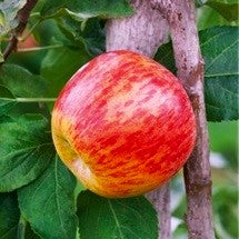 Malus domestica 'Gravenstein' Semi-Dwarf Apple, Bare Root Trees