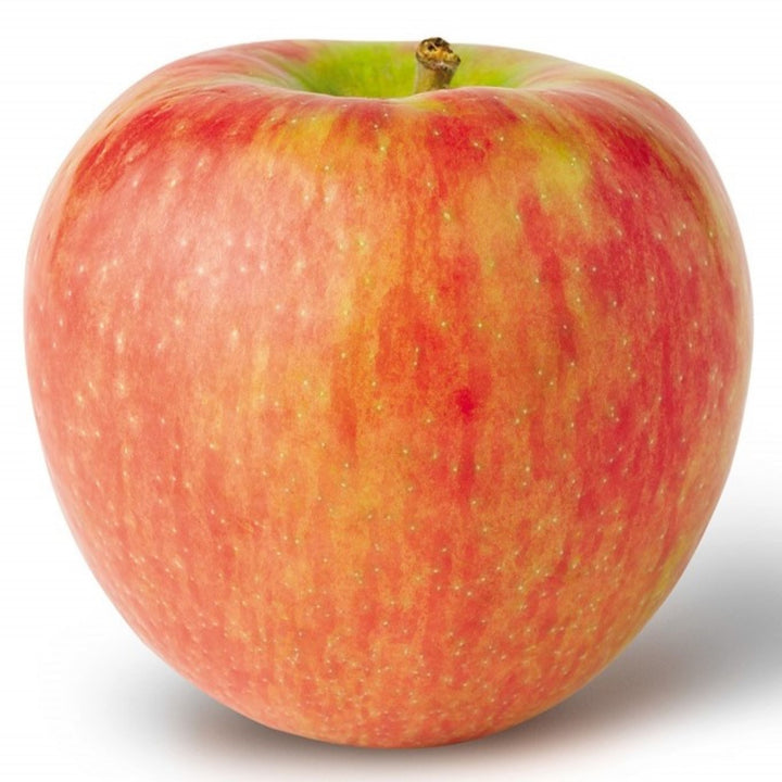 Al's Garden & Home 'Honey Crisp' Semi-Dwarf Apple (Malus domestica), 7 Gallon edible tree