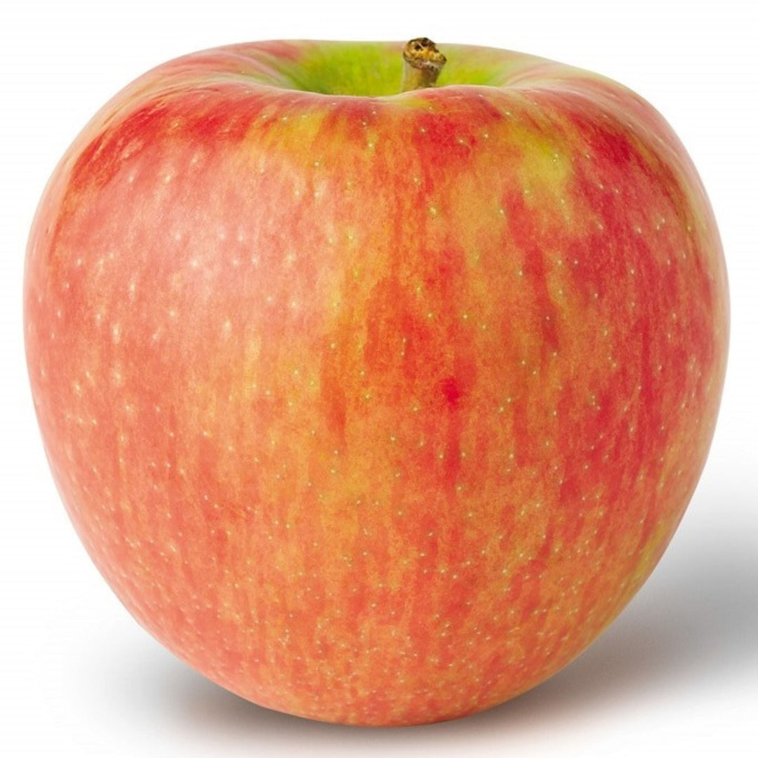 Malus domestica 'Honey Crisp' Bare Root Apple Tree, Bare Root Trees