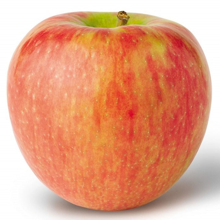 Malus domestica 'Honey Crisp' Bare Root Apple Tree, Bare Root Trees