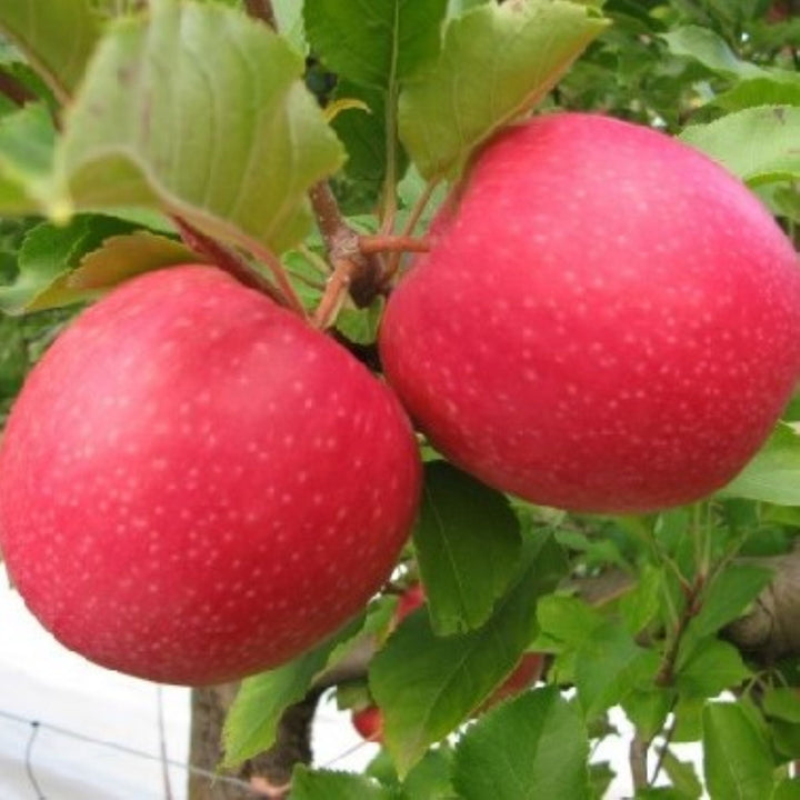 Malus domestica 'Pink Lady' Semi-Dwarf Apple, Bare Root Trees