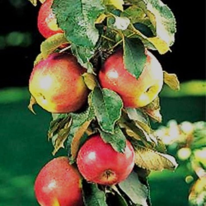 Malus domestica 'Scarlet Sentinel' Semi-Dwarf Apple, Bare Root Trees