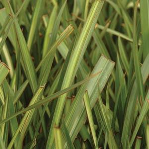 Phormium 'Apricot Queen' New Zealand Flax, Perennial