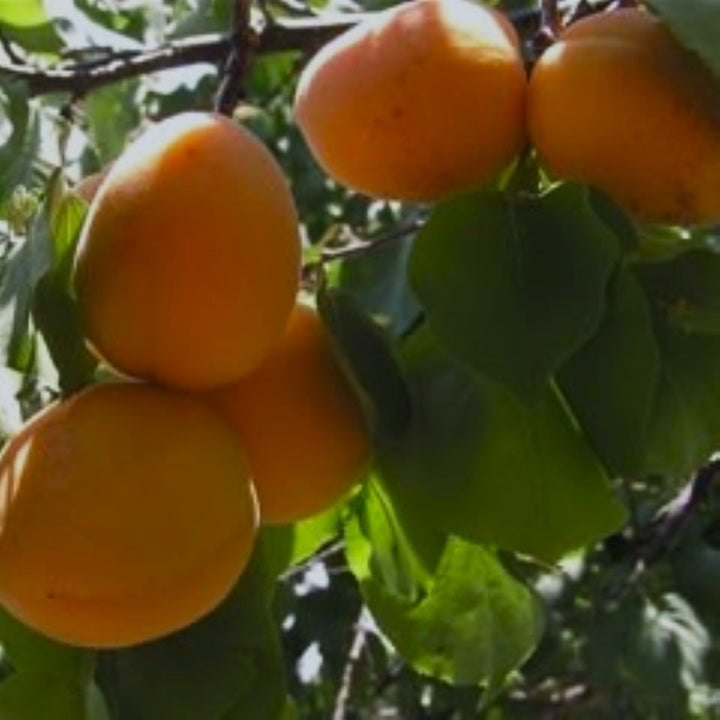 Prunus armeniaca 'Puget Gold' Dwarf Apricot, 7 Gallon Trees