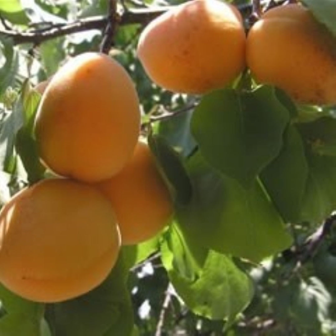 Prunus armeniaca 'Puget Gold' Dwarf Apricot, Bare Root Trees