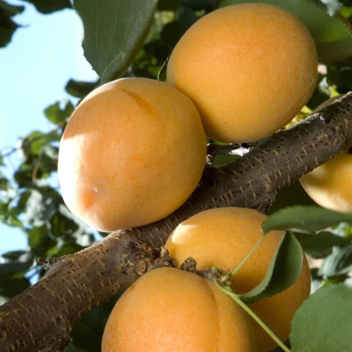 Bare Root Dwarf Apricot