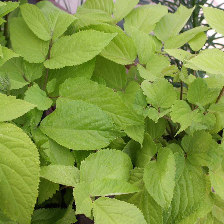 Aralia cordata 'Sun King' Japanese Aralia, 2 Gallon Perennials