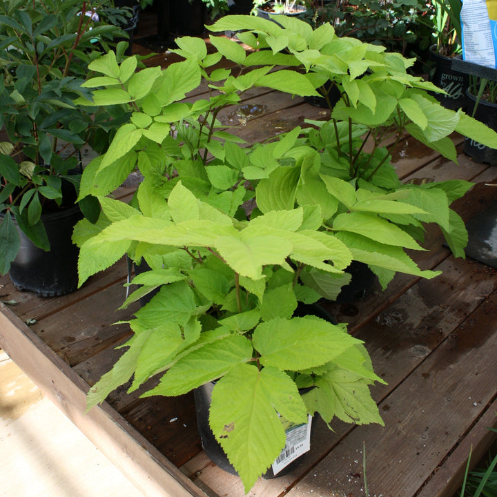 Aralia cordata 'Sun King' Japanese Aralia, 2 Gallon Perennials
