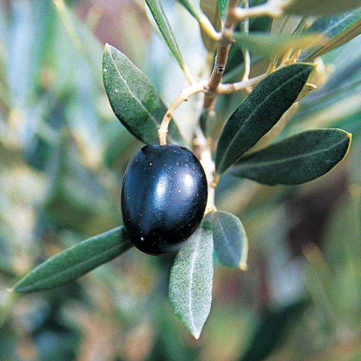 Olea europaea 'Arbequina' Common Olive, 7 Gallon Trees