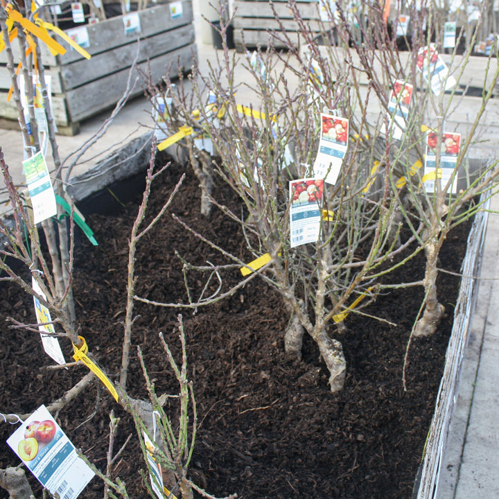 Prunus persica 'Bonanza' Bare Root Peach Tree, Bare Root Trees