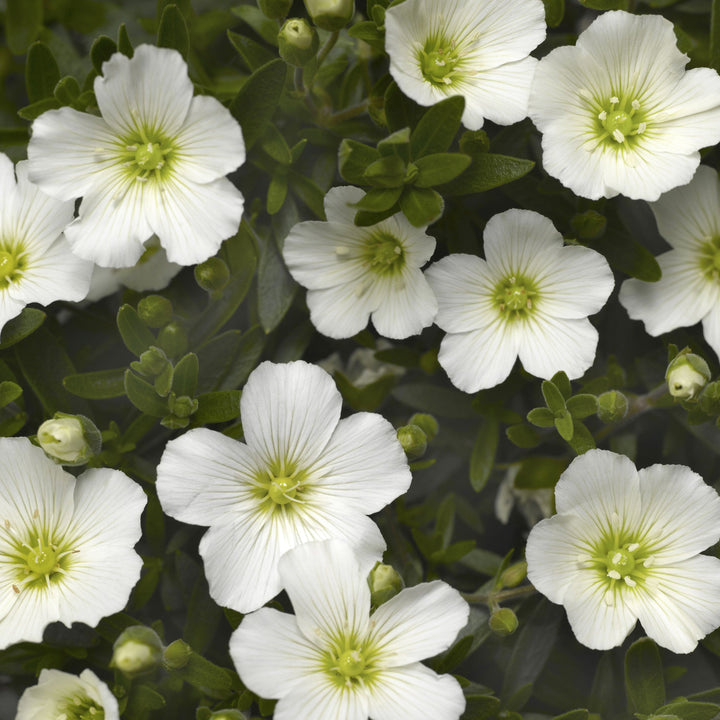 Arenaria montana 'Summer White' Mountain Sandwort, 1 Gallon Perennials