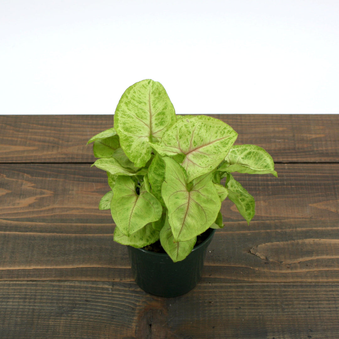 Syngonium podophyllum 'Golden' Arrowhead Plant, 4 Inch Houseplants