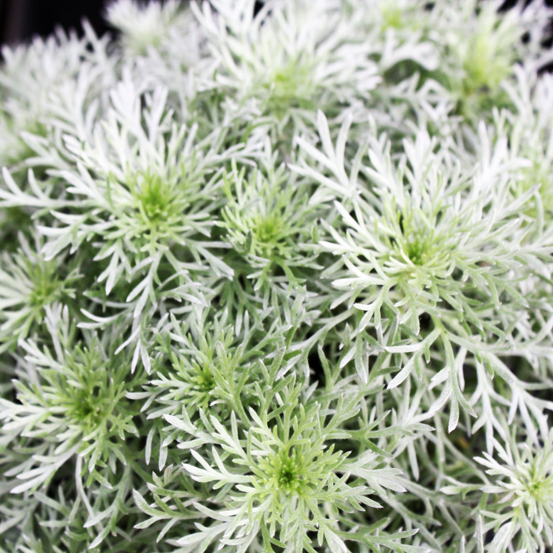 Artemisia schmidtiana 'Silver Mound' Artemisia, 1 Quart Perennials