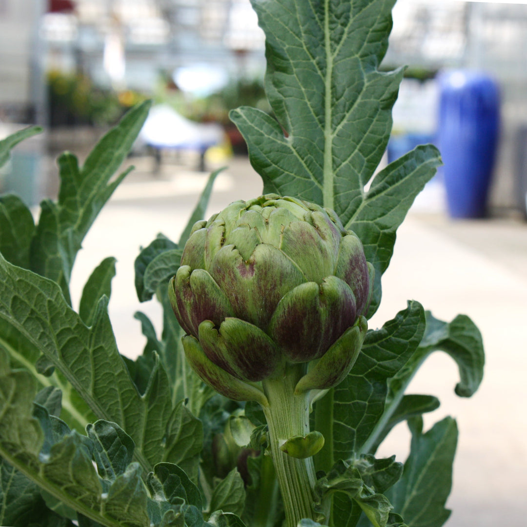 Cynara spp. 'Imperial Star' Artichoke, 2 Gallon Annuals