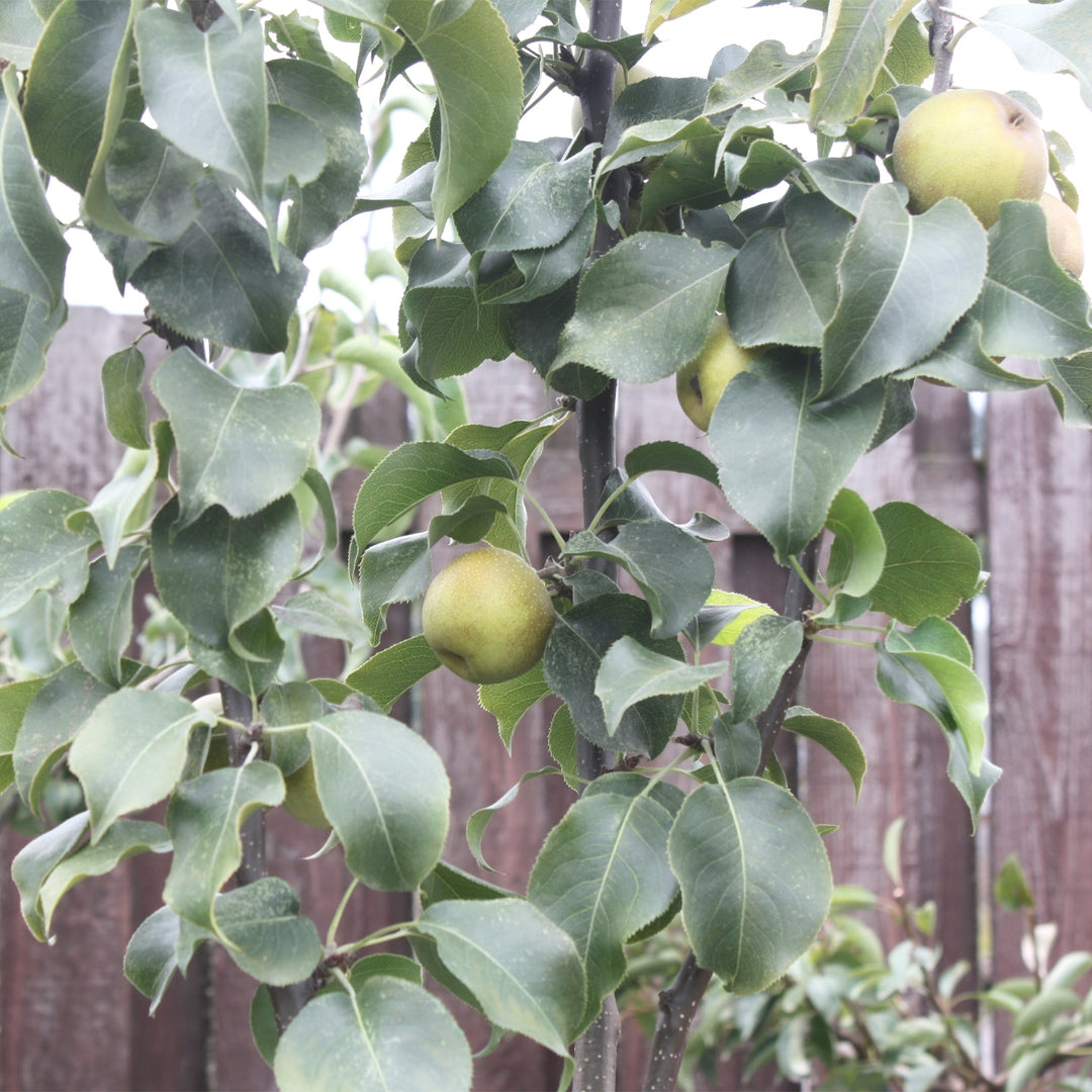 Pyrus pyrifolia 'Shinko' Dwarf Asian Pear, 7 Gallon Trees