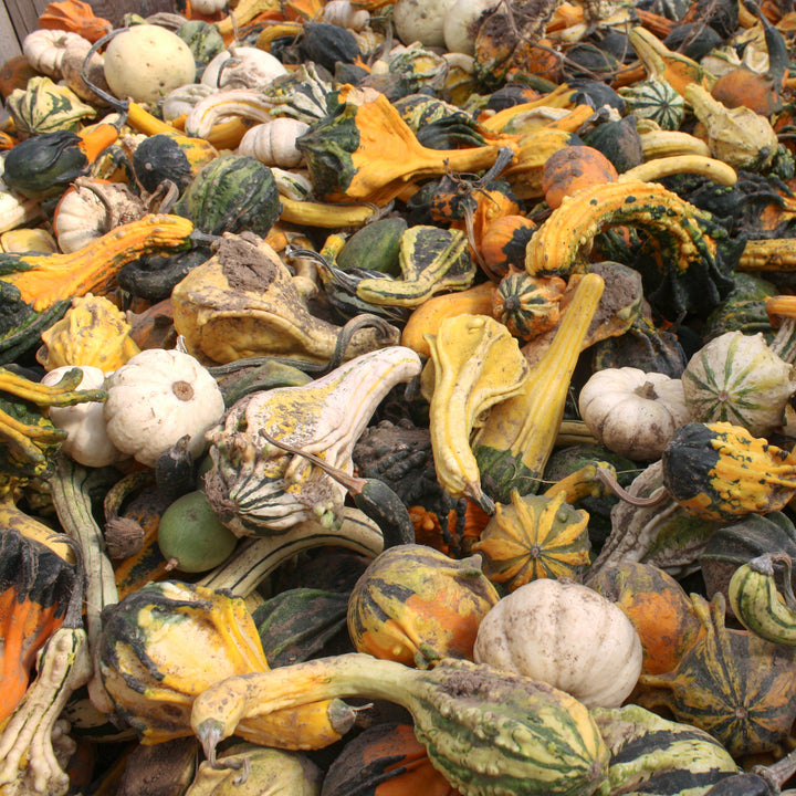 Als Garden and Home Gourds