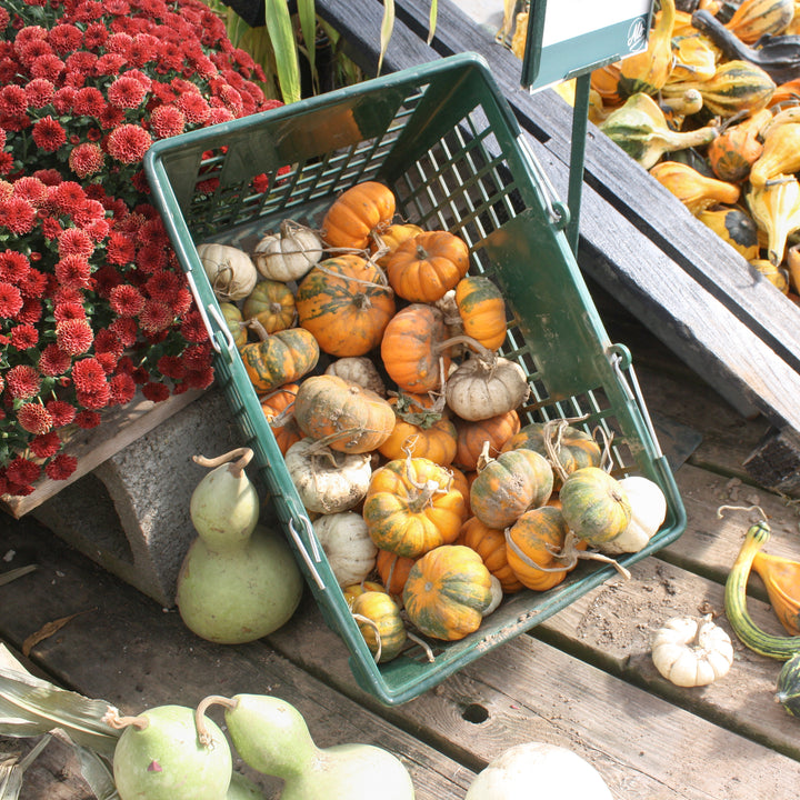 Assorted Ornamental Gourds