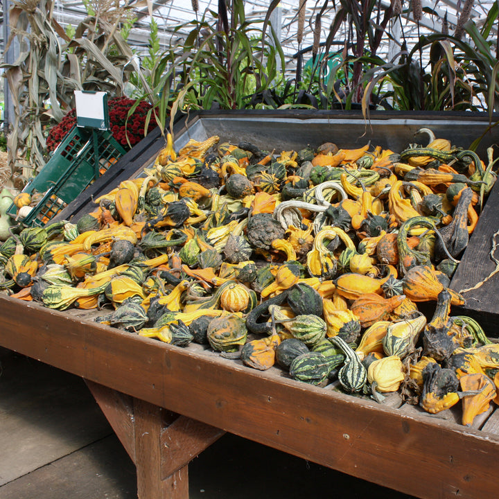 Assorted Ornamental Gourds