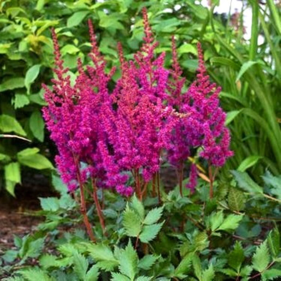 Astilbe chinensis 'Vision In Red' PP11965 Chinese Astilbe, 2 Gallon Perennials