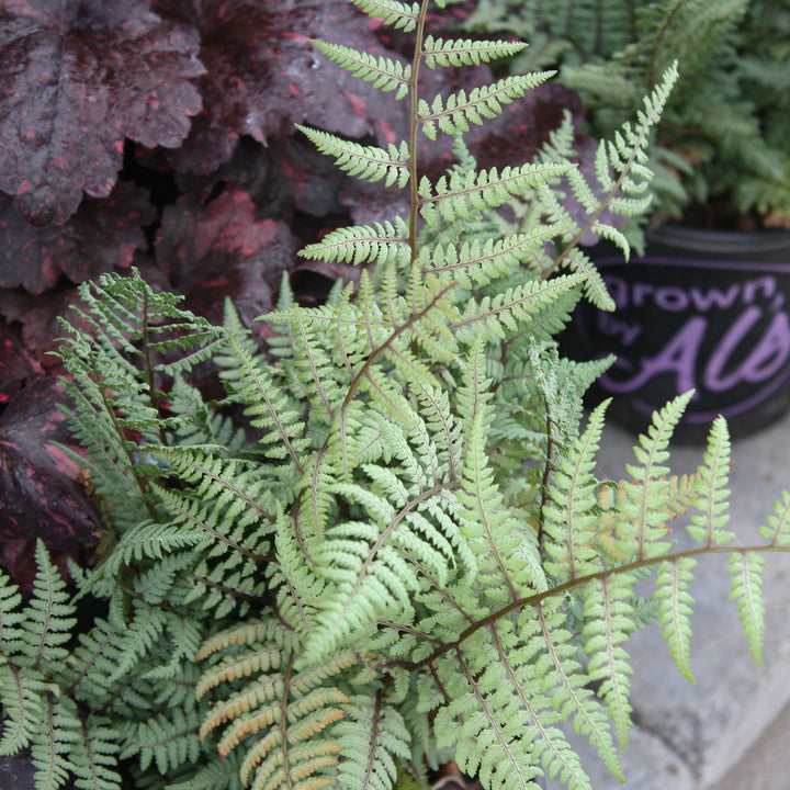 Al's Garden and Home Fern
