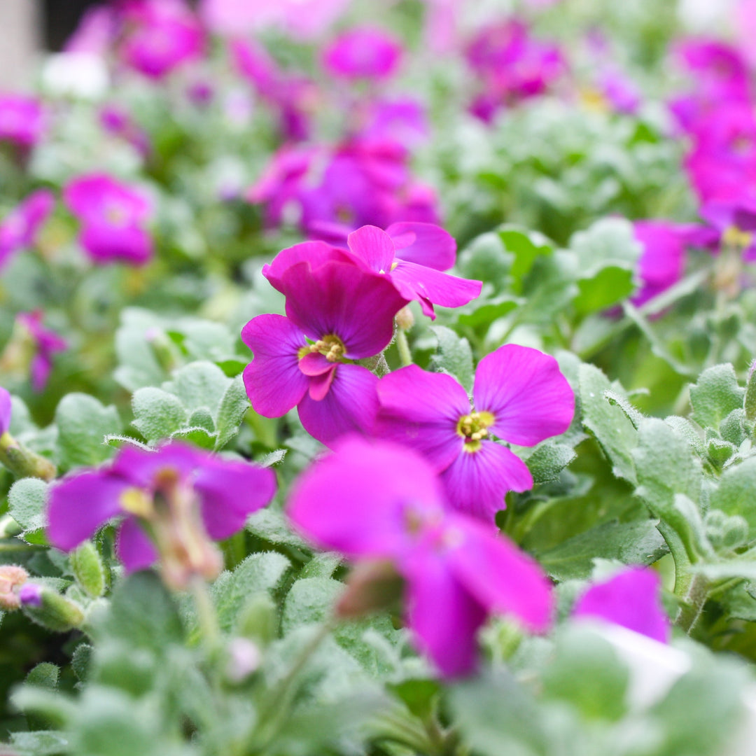 Aubrieta x Axcent™ Deep Purple Rock Cress, 1 Quart Perennials