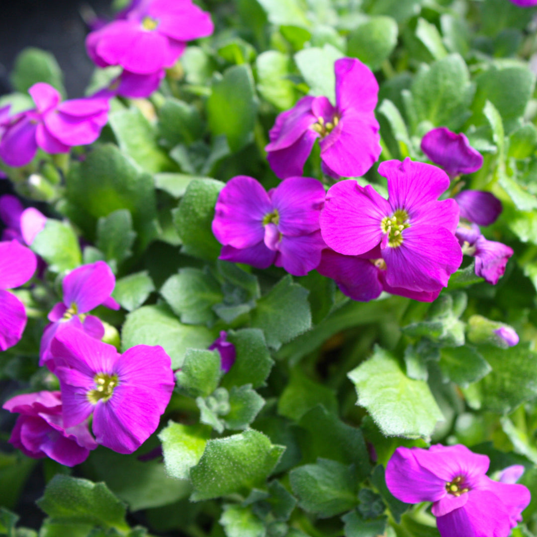 Aubrieta x Axcent™ Deep Purple Rock Cress, 1 Quart Perennials