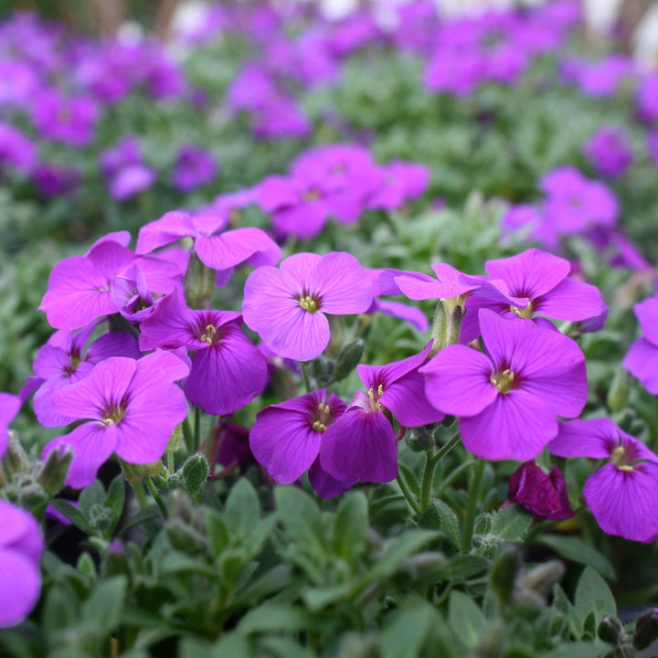 Aubrieta deltoidea 'Rock On Purple' Rock Cress, 1 Gallon Perennials