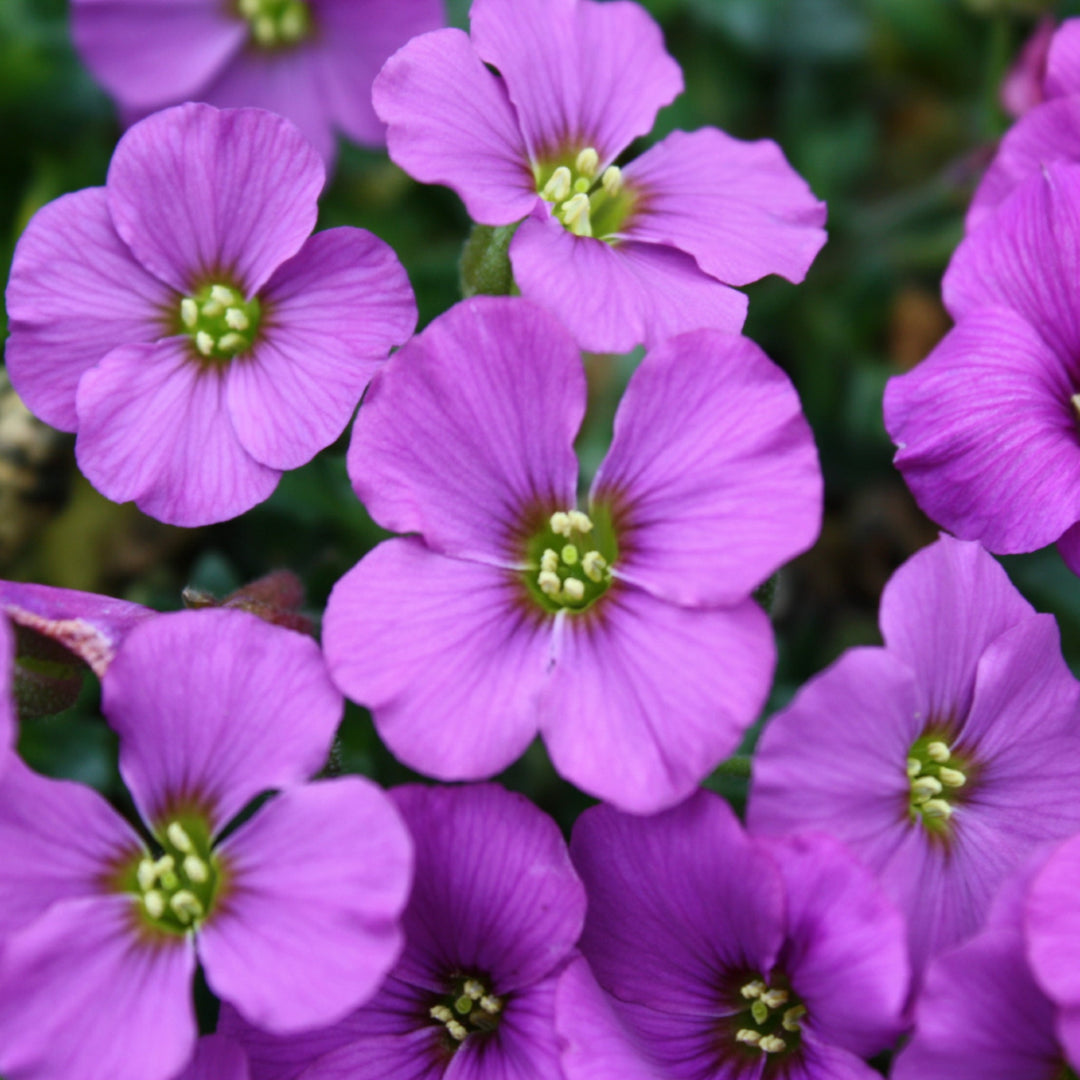 Aubrieta x 'Audelanro' Rock Cress, 1 Quart Perennials
