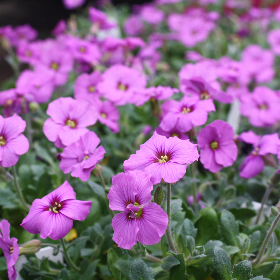 Aubrieta x 'Audelanro' Rock Cress, 1 Quart Perennials