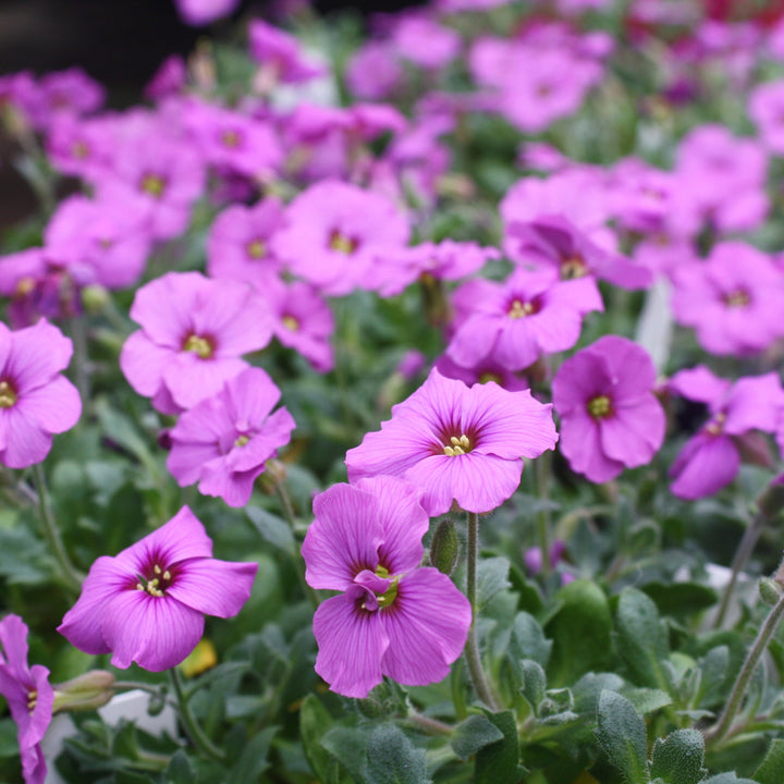 Aubrieta x 'Audelanro' Rock Cress, 1 Quart Perennials