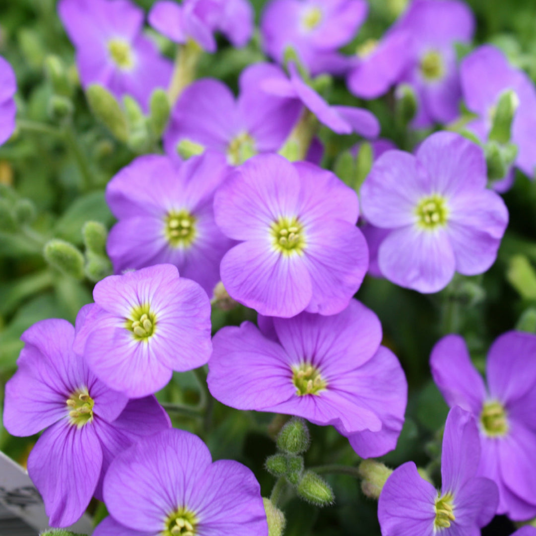 Aubrieta x Axcent™ Light Blue Rock Cress, 1 Quart Perennials