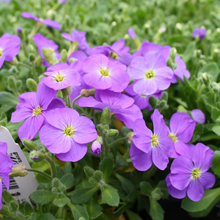 Aubrieta x Axcent™ Light Blue Rock Cress, 1 Quart Perennials