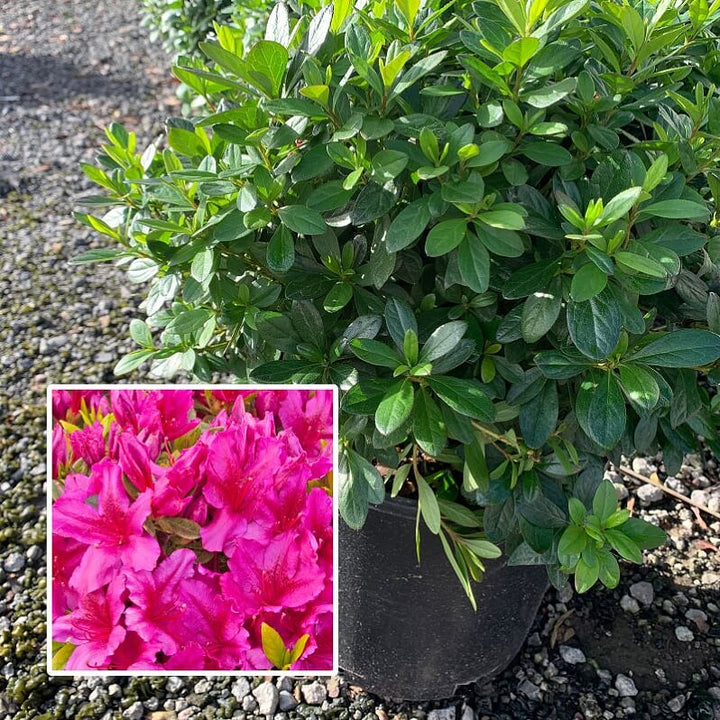 Rhododendron x 'Girard's Fuchsia' Azalea, 3 Gallon Shrubs