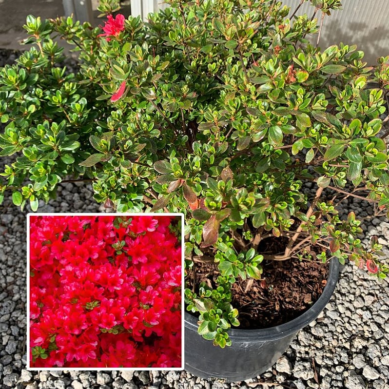 Rhododendron x 'Hino Crimson' Azalea, 3 Gallon Shrubs
