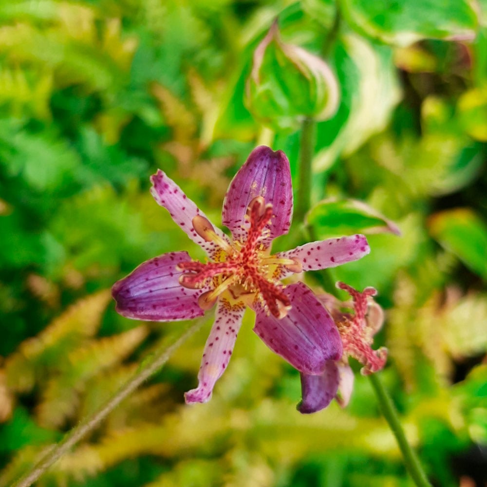 Tricyrtis 'Ninja Star'