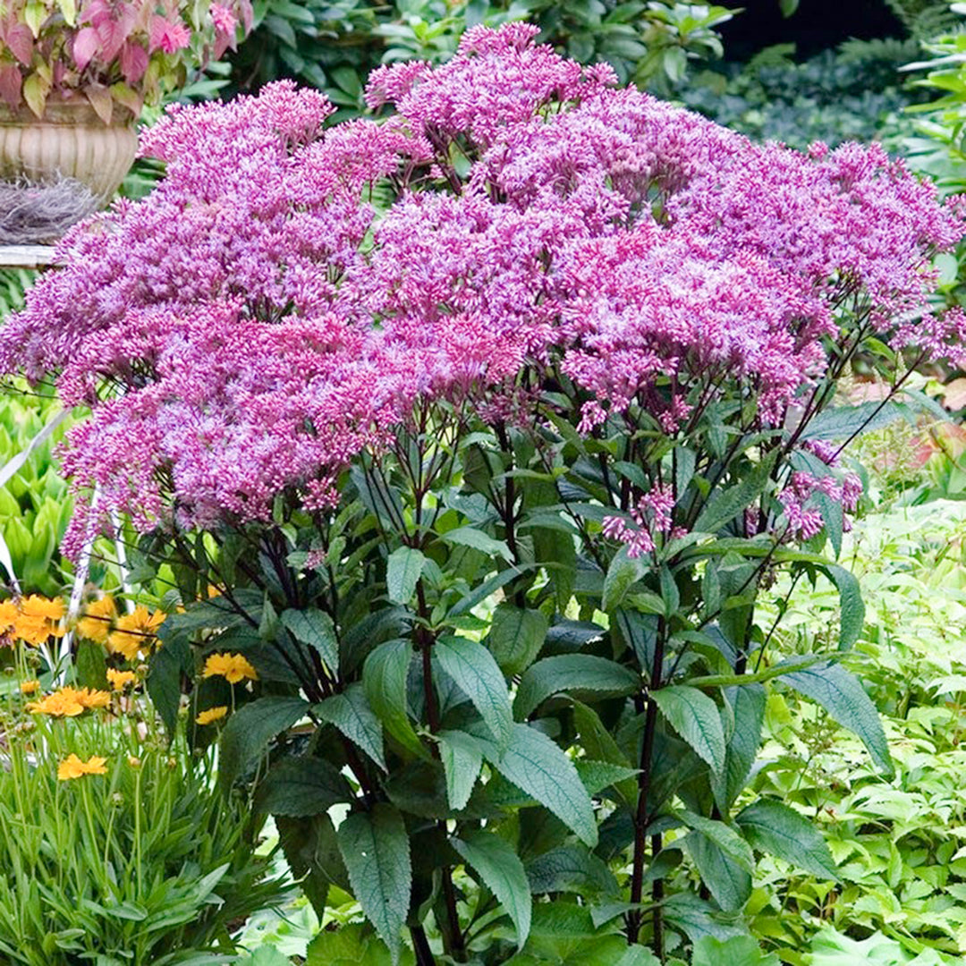 Al's Garden & Home 'Baby Joe' Joe Pye Weed (Eupatorium), 1 Gallon perennial