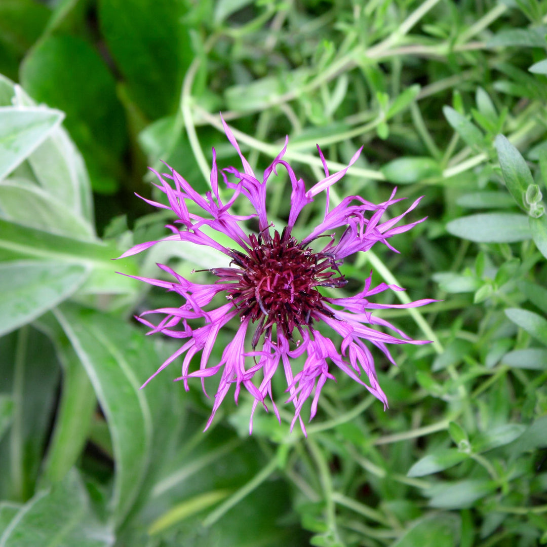 Centaurea montana 'Amethyst Dream' PP20781 Bachelor's Button, 1 Gallon Perennials