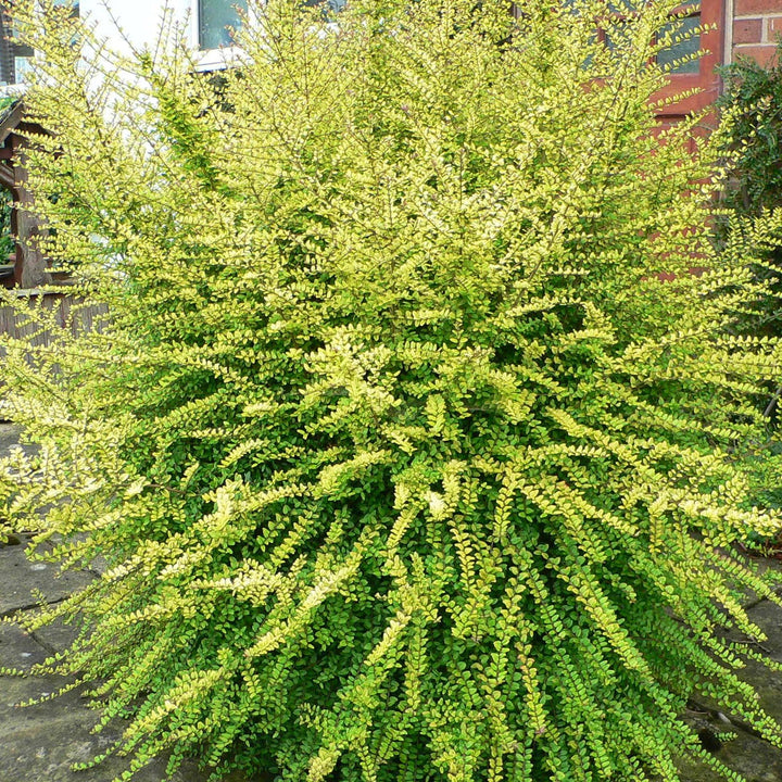 Lonicera nitida 'Baggesen's Gold' Box Honeysuckle, 1 Gallon Vines