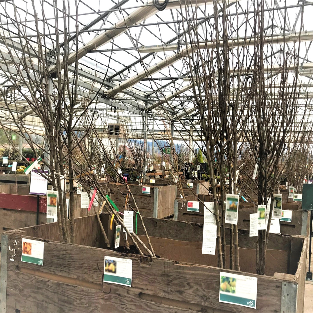 Prunus persica 'Bonanza' Semi-Dwarf Peach, Bare Root Trees