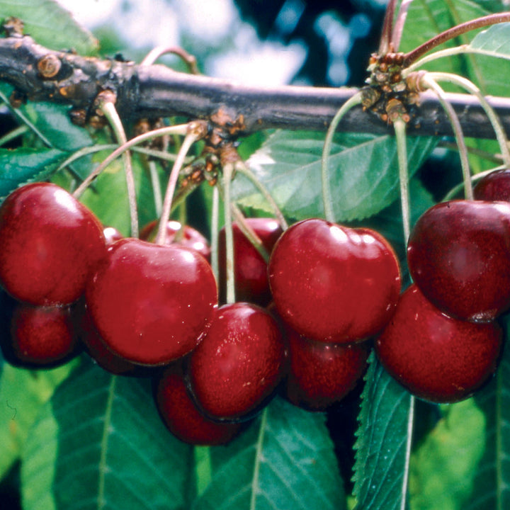 Prunus avium 'Stella' Bare Root Cherry Tree, Bare Root Trees