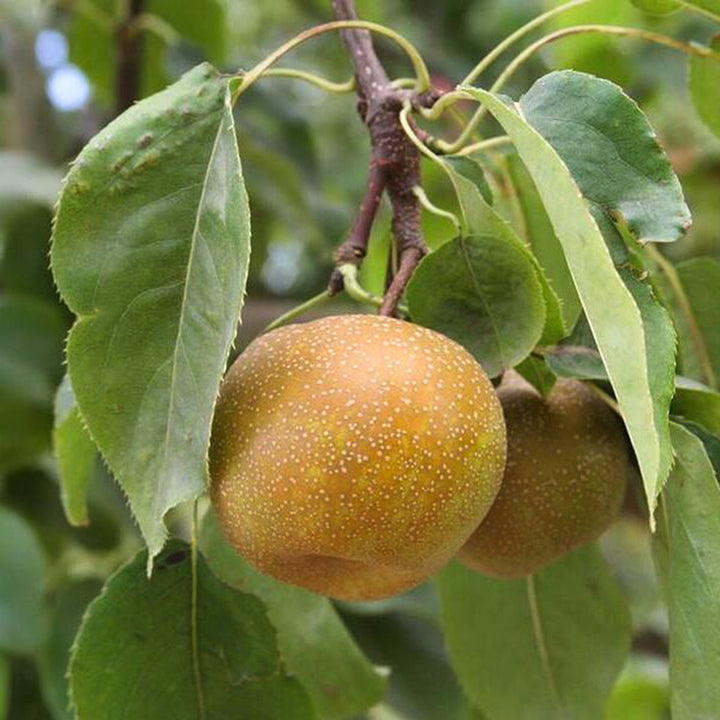 Bare Root Dwarf Asian Pear