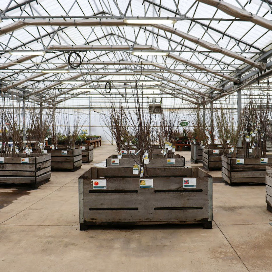 Bare Root Apple Tree